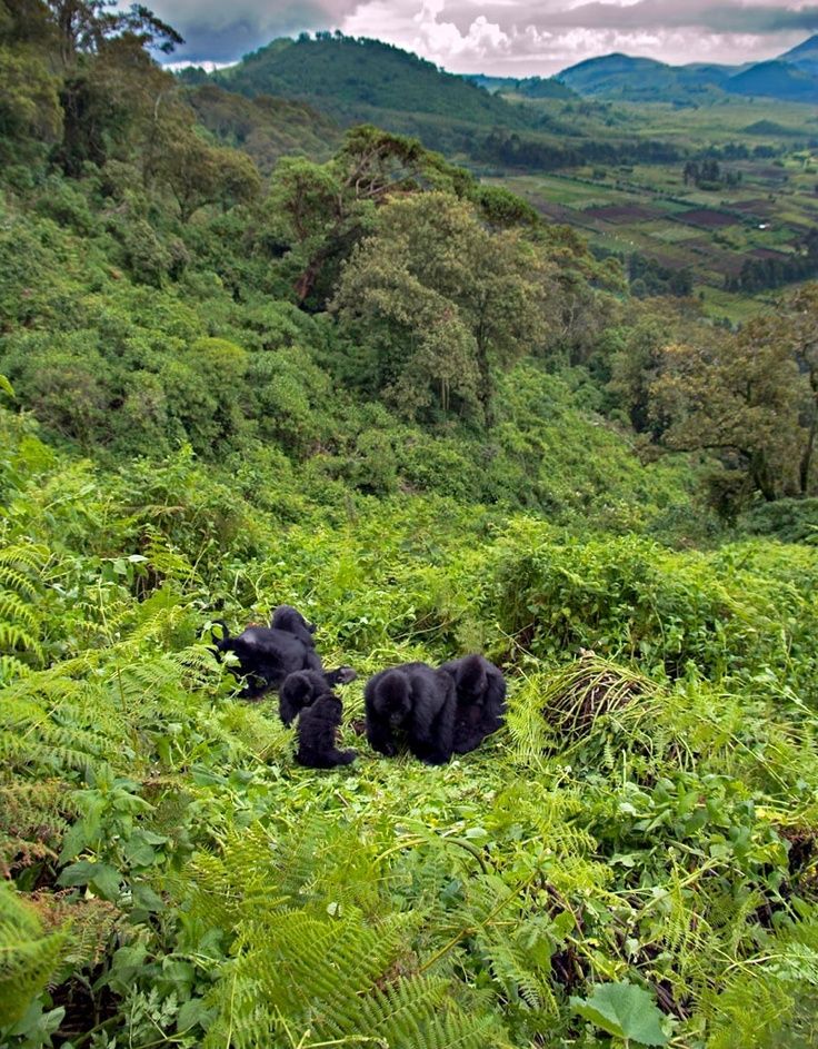 Virunga Experience